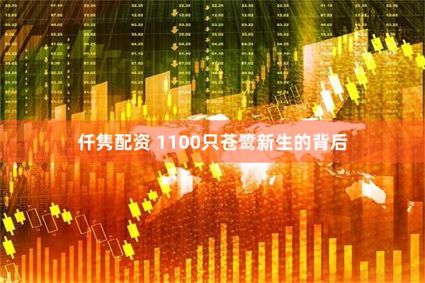 仟隽配资 1100只苍鹭新生的背后