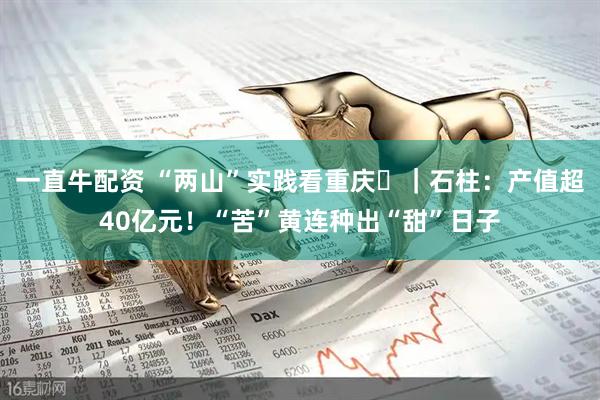 一直牛配资 “两山”实践看重庆㉞｜石柱：产值超40亿元！“苦”黄连种出“甜”日子